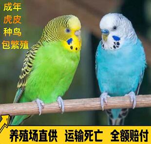 成年虎皮鹦鹉活体鹦鹉可繁殖下蛋鸟宠物鸟鹦鹉活鸟会说话小鸟活鸟