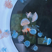 水母活物家养宠物水母发光桌面缸学生儿童无毒好养小宠物动物礼物