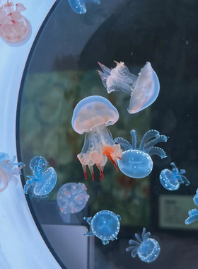 水母活物家养宠物水母发光桌面缸学生儿童无毒好养小宠物动物礼物