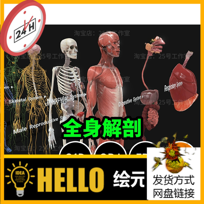 肌肉骨骼神经血液静脉动脉皮肤器官全身解剖3D模型建模胃肝肺1673