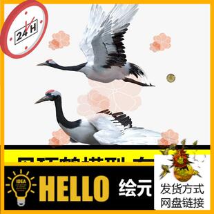 maya fbx写实模型鸟类丹顶鹤 骨骼绑定肌肉影视3d模型turbosquid