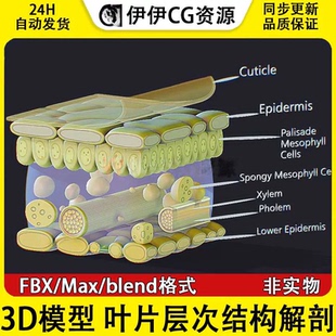3D模型3DmaxFBX生物植物叶绿体植物叶片层次结构解剖光合作用文件