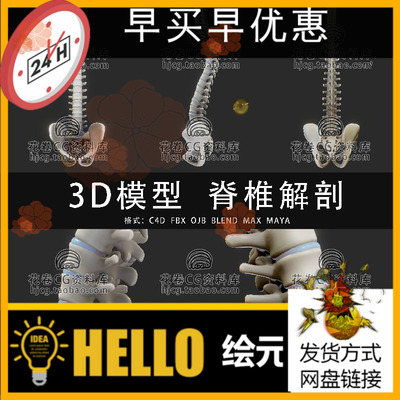H595-C4D/MAYA/3DMAX 医学人体脊椎脊柱解剖腰椎间盘 3D模型素材