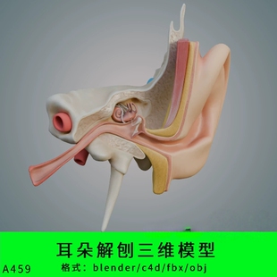 fbx写实obj耳蜗MAYA MAX解剖 c4d 三维模型耳朵解刨3d素材blender