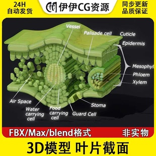 3D模型FBX生物植物叶绿体绿色植物叶片截面解剖光合作用文件PBR