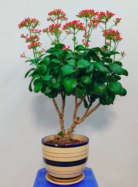 凤尾长寿花单瓣大叶红单大红色好养活室内阳台花卉绿植老品种花苗