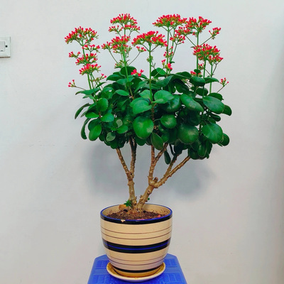 凤尾长寿花单瓣大叶红单大红色好养活室内阳台花卉绿植老品种花苗