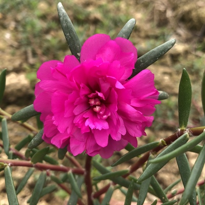 重瓣直立太阳花宿迁玫红四季开花