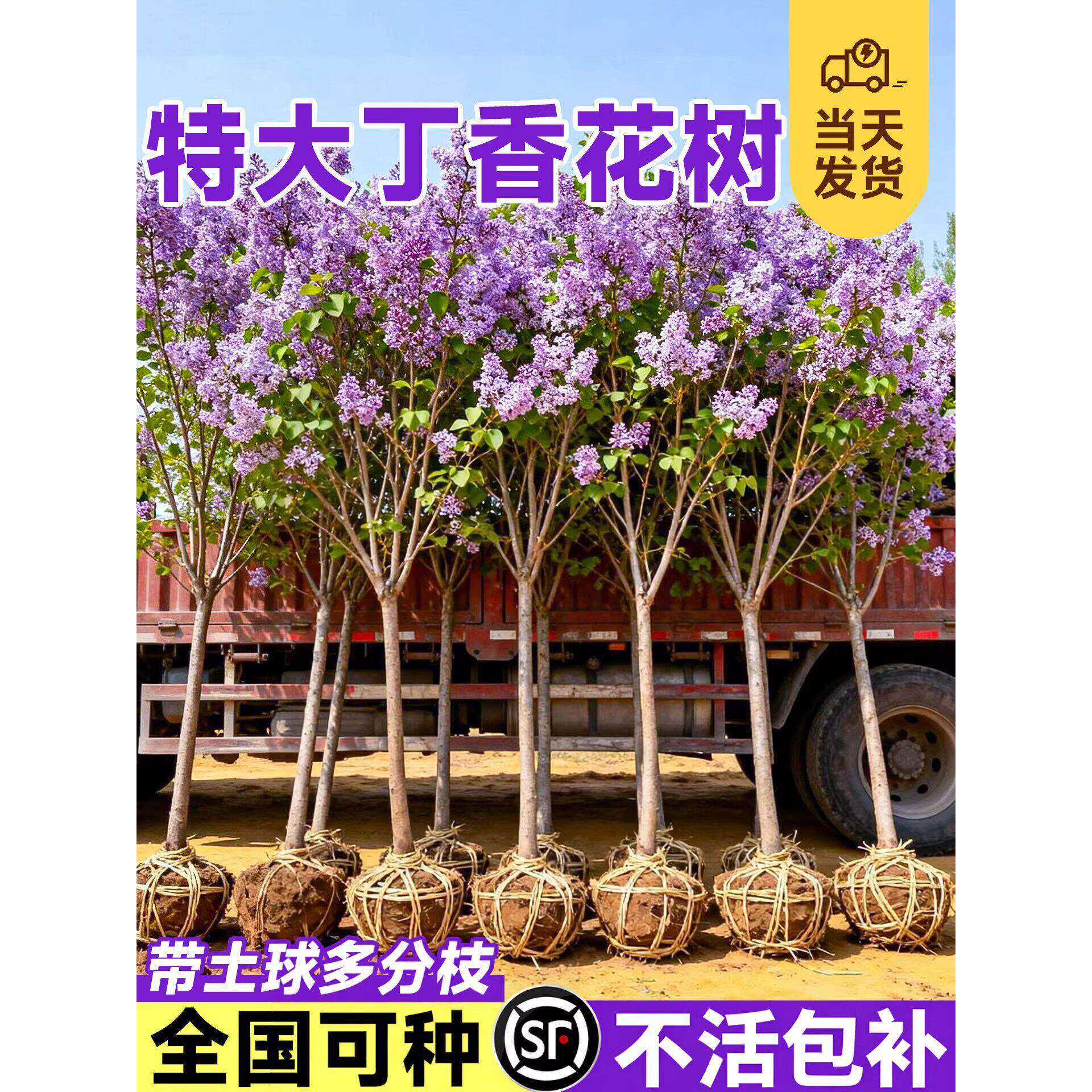 欧洲丁香花树苗独杆老桩盆栽庭院地栽耐寒矮化四季南北方可种植物