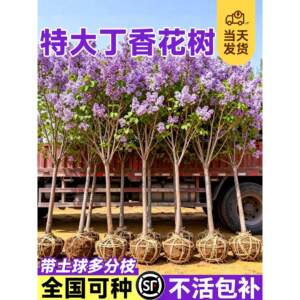 欧洲丁香花树苗独杆老桩盆栽庭院地栽耐寒矮化四季南北方可种植物