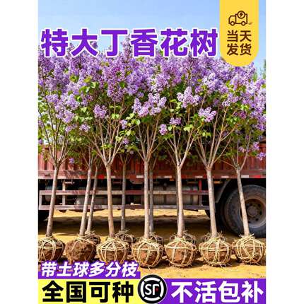 欧洲丁香花树苗独杆老桩盆栽庭院地栽耐寒矮化四季南北方可种植物