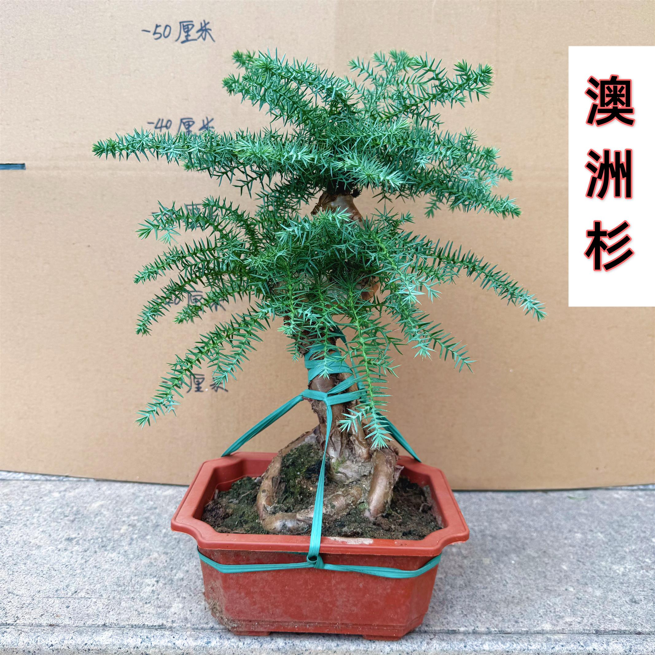 澳洲杉盆景树桩造型老桩植物室内客厅办公室盆栽阳台绿植南洋杉