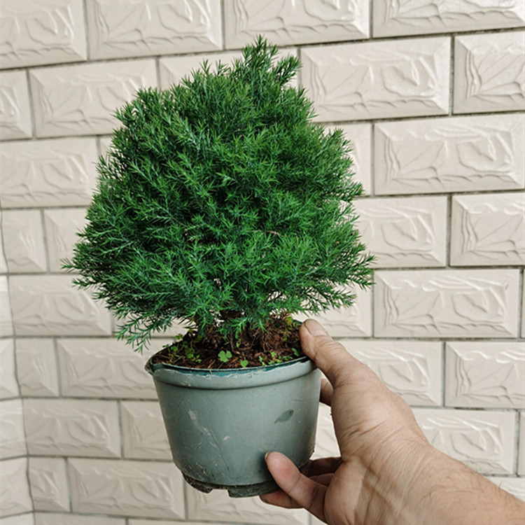 雪松盆景室内阳台绿植 植物花卉四季长青办公室桌面盆栽雾松　