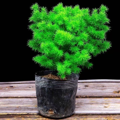 蓬莱松盆栽植物室内老桩绿植