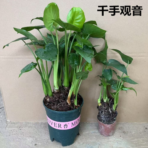 小叶千手观音盆栽水培植物室内花