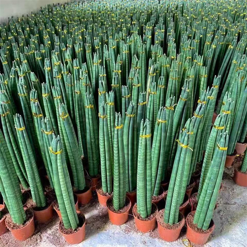 佛前香虎皮兰盆栽绿植室内好养易活防辐射植物可爱稀有棒叶虎尾兰