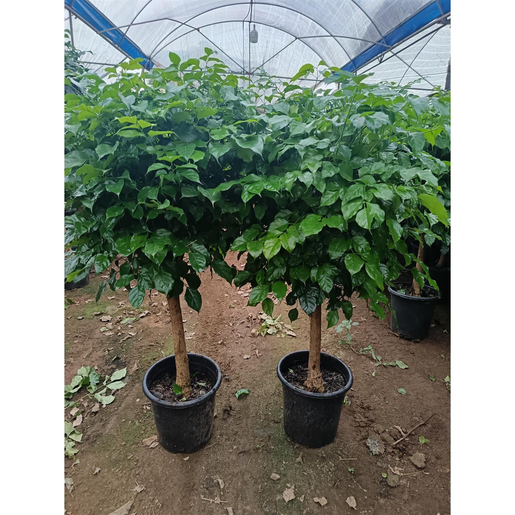 独杆棒棒糖幸福树客厅盆栽大绿植办公室内四季常青好养发财树植物