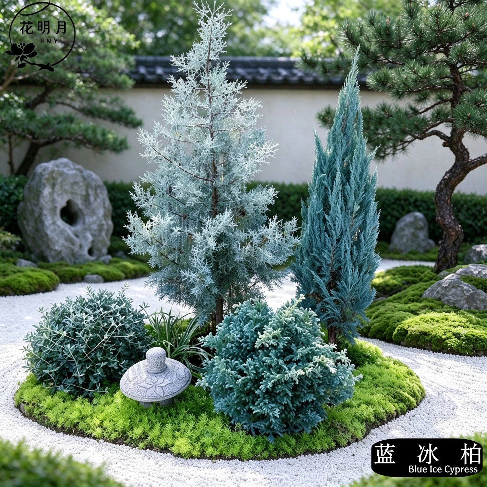 蓝冰柏树苗蓝色天堂圣诞树盆栽花园银叶洛基山圆柏蓝剑柏花镜植物