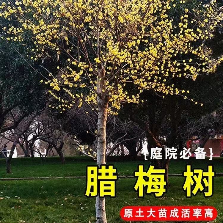 原生高杆腊梅花树苗庭院耐寒