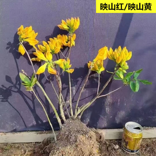 原生映山红小老桩树苗阳台带花苞发货四季好养盆栽耐寒花树苗熟桩