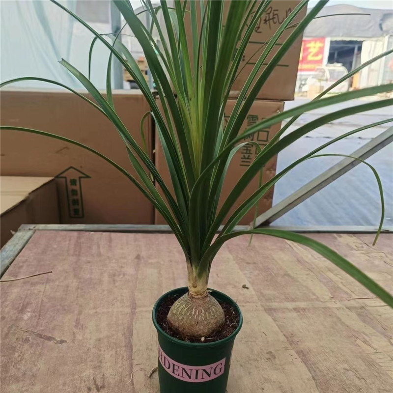 酒瓶兰盆栽兰花迷你创意办公桌网红盆景绿植室内懒人花卉耐旱植