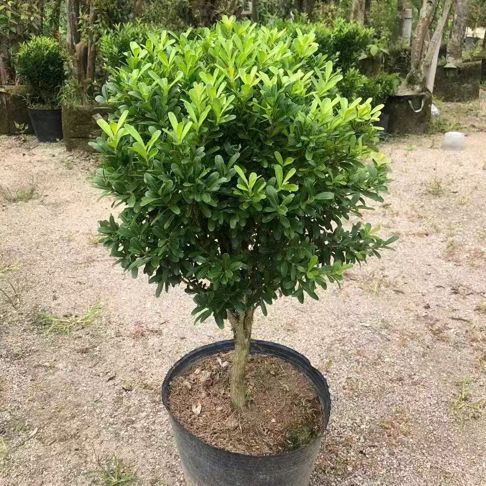 黄杨球小叶黄杨耐活好养四季常青