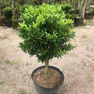 正宗雀舌瓜子黄杨千年矮树苗老桩盆景阳台庭院耐寒耐旱四季常青