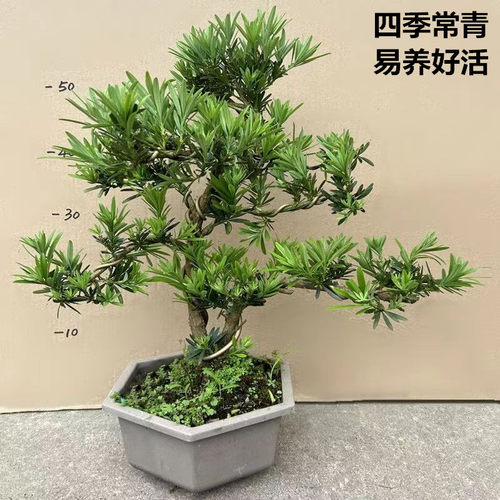 小叶雀舌罗汉松四季长青好养