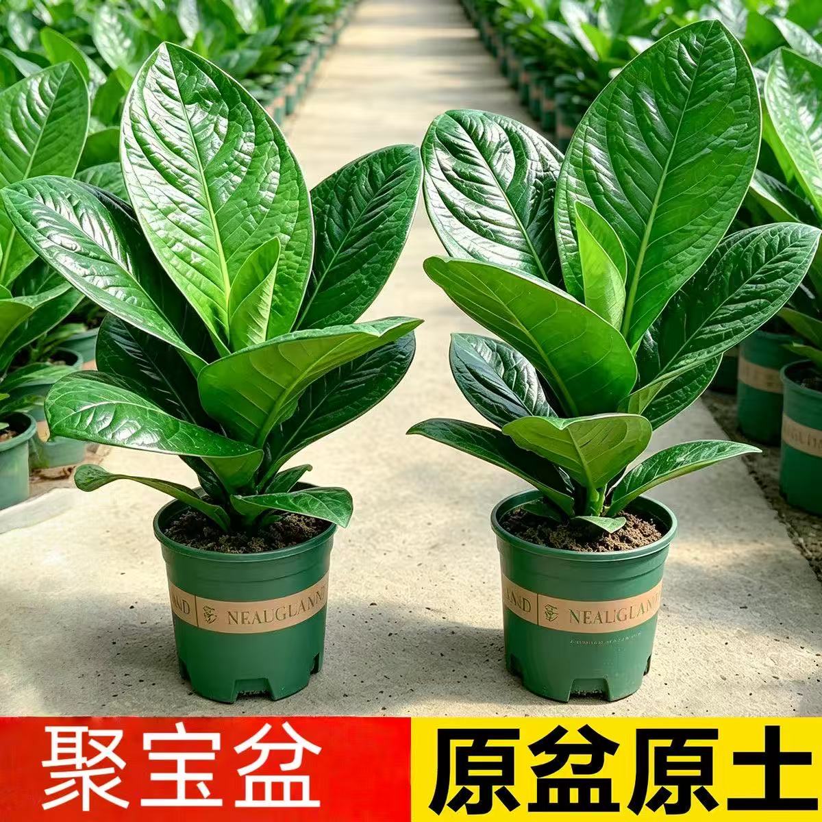 大叶聚宝盆鸟巢花烛室内净化绿植图片