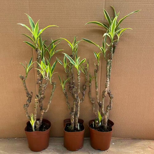 巴西美人铁老桩植物好养种植