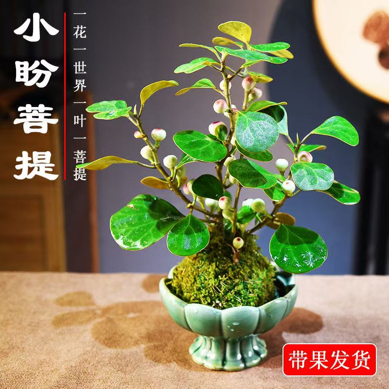 小盼菩提树室内盆栽好养图片