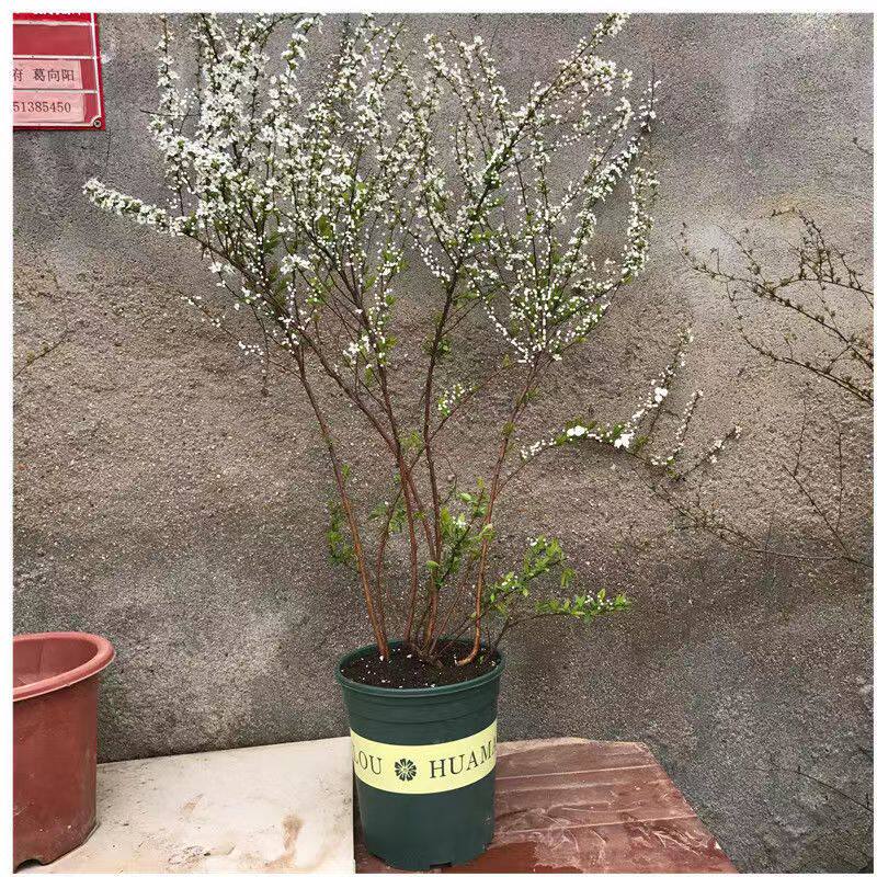 雪柳花苗喷雪花盆栽庭院花卉绿植珍珠绣线菊大苗雪柳叶鲜枝条雪梅