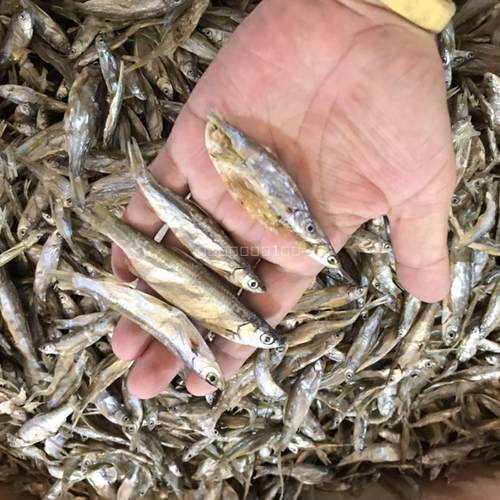 0无盐宠物淡水零食补钙包邮鱼干