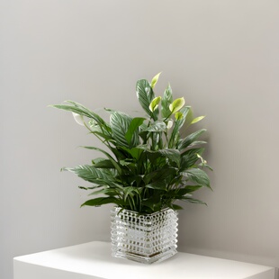 现代简约2024新款高端水晶迷你多肉红掌水培花瓶矮款特小玻璃摆件