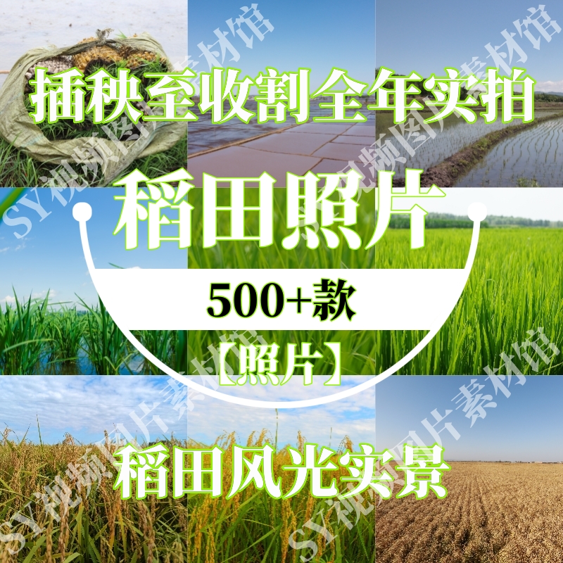 稻田实拍航拍照片田园水田农业种植水稻生长农忙精选图片合集500+