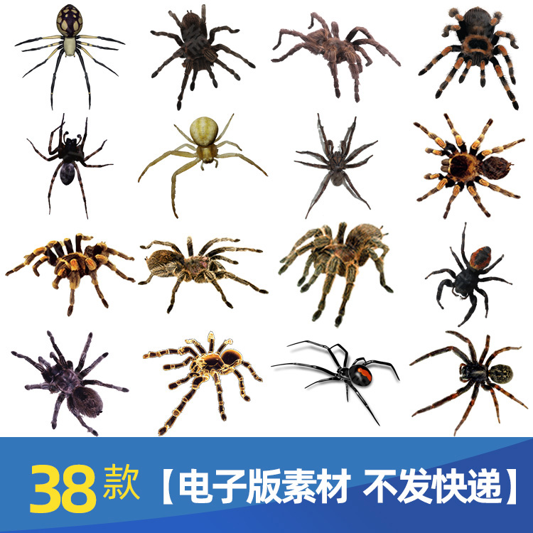 各种毒蜘蛛动物png格式透明底免抠元素图片设计素材