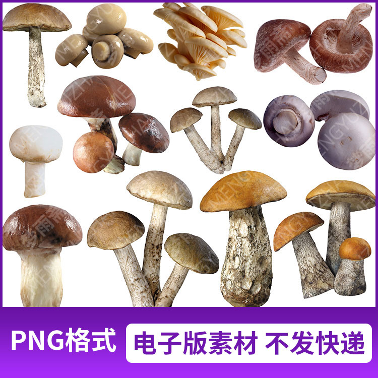 png格式香菇蘑菇蕈菌一堆蘑菇菌类图片免抠元素透明底设计素材