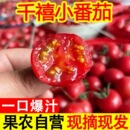 正宗广西百色千禧小番茄圣女果新鲜应季 孕妇水果樱桃小西红柿