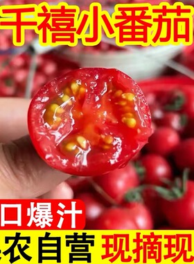 正宗广西百色千禧小番茄圣女果新鲜应季孕妇水果樱桃小西红柿