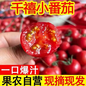 正宗广西百色千禧小番茄圣女果新鲜应季孕妇水果樱桃小西红柿