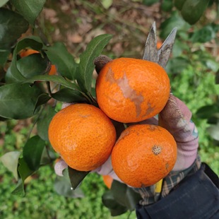 正经老树砂糖橘花皮果小果一树下不抛光不打蜡新鲜现摘口感好
