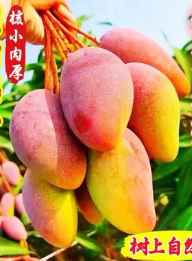 正宗百色贵妃芒芒果新鲜水果当季整箱批发甜心芒果热带