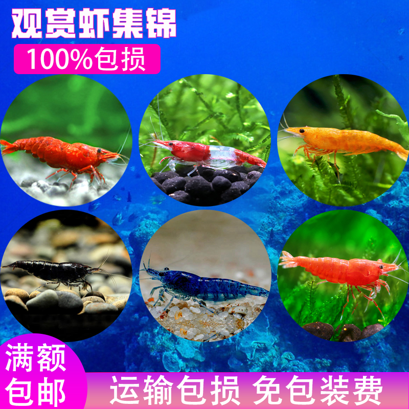 樱花虾极火虾蓝丝绒虾巧克力虾金背虾水晶虾香吉士虾活体虾观赏虾