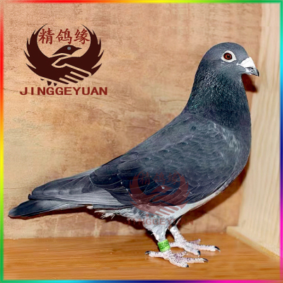 大鼻子信鸽赛鸽成绩鸽圆环种鸽幼鸽  直播专拍