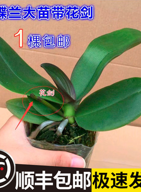 蝴蝶兰花苗带花剑盆栽花卉四季开花植物客厅办公室净化空气兰花苗