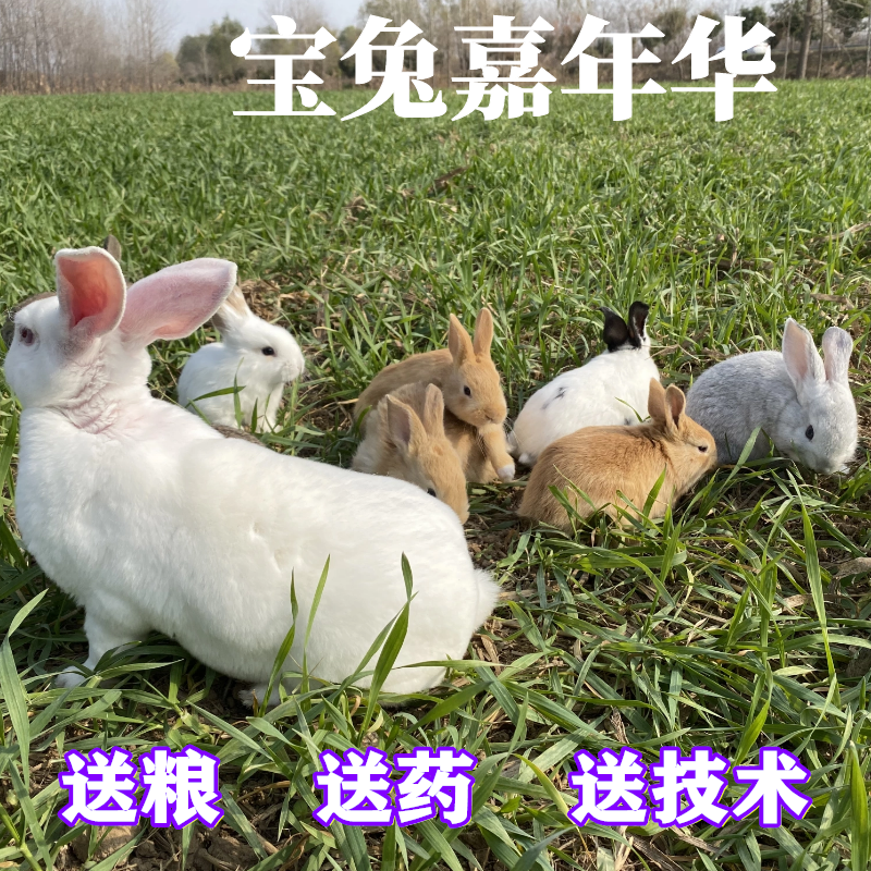 兔子活物巨型肉兔宠物兔子活体比利时兔种兔新西兰小白兔幼兔苗在类目 宠物/宠物食品及用品, 兔类及其用品, 兔中 - 来自Buy2taobao.com提供专业的淘宝代购服务