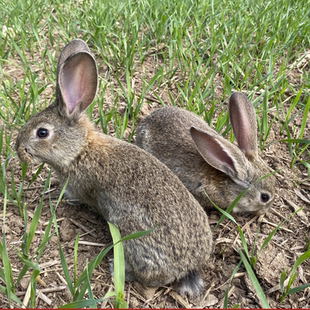 兔活物大型肉兔种兔一对起包邮月月兔繁殖食用家养比利时兔子活体