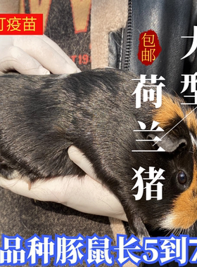 大型荷兰猪活物宠物荷兰鼠豚鼠荷兰兔彩豚白豚成年老鼠兔活物幼崽