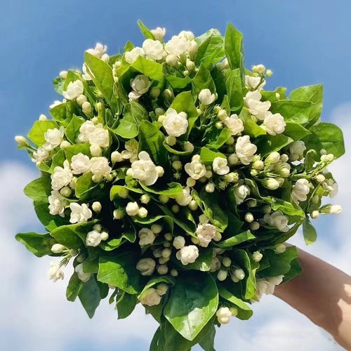 茉莉花鲜花速递江浙沪皖两扎包邮