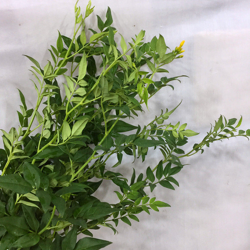 九星叶鲜花切叶花艺插花配叶辅叶家用江浙沪皖两扎包邮